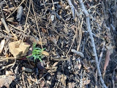 Sequoiadendron giganteum