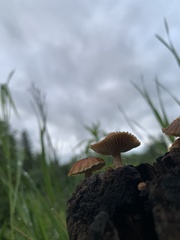 Heliocybe