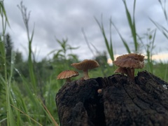 Heliocybe