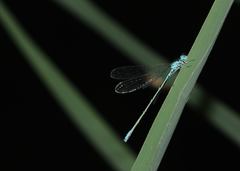 Coenagrion