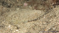 Pardachirus hedleyi