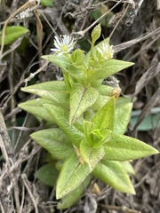 Stellaria littoralis