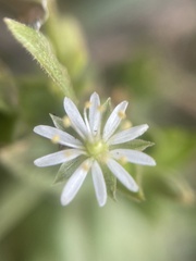 Stellaria littoralis