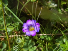 Gentiana aristata