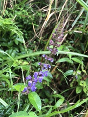 Salvia japonica