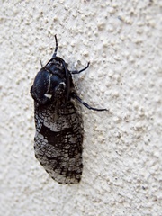 Cossoidea