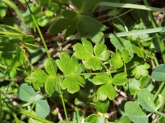 Thalictrum alpinum