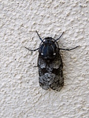 Cossoidea
