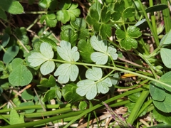 Thalictrum alpinum