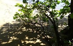 Aegiceras corniculatum