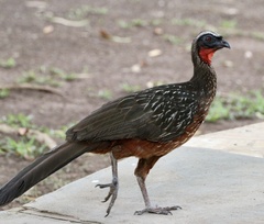 Penelope ochrogaster