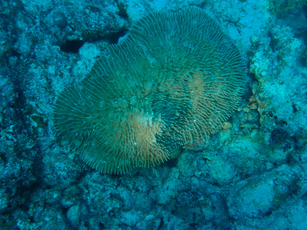 Zoopilus