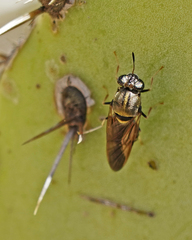 Hermetia ryckmani
