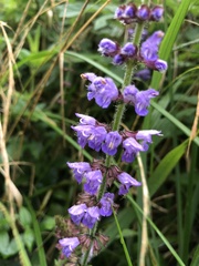 Salvia japonica