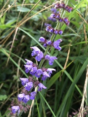 Salvia japonica