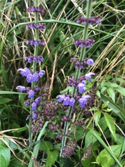 Salvia japonica