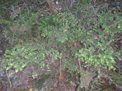 Styphelia margarodes