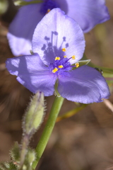 Tradescantia occidentalis