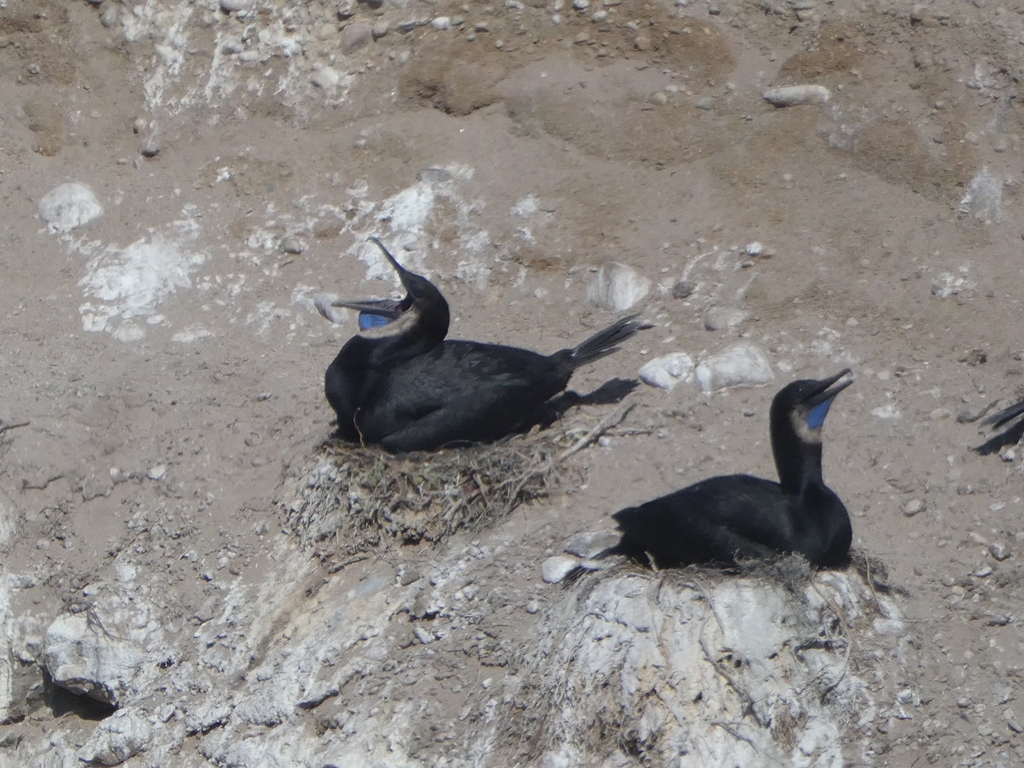 Brandt's Cormorant from Santa Barbara County, CA, USA on June 24, 2022 ...