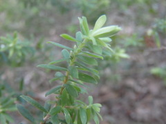 Styphelia margarodes