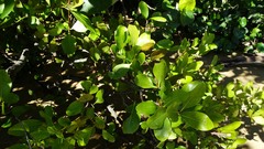 Aegiceras corniculatum