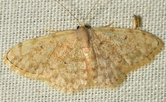 Scopula rufomixtaria