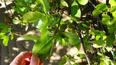 Aegiceras corniculatum