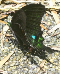 Papilio hermosanus