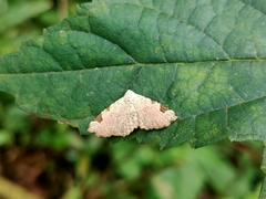 Prolophota trigonifera