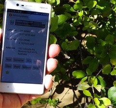 Aegiceras corniculatum