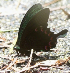 Papilio hermosanus