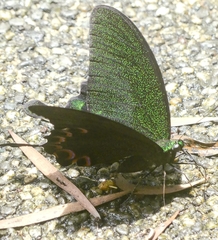 Papilio hermosanus