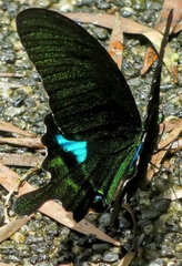 Papilio hermosanus