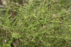 Phyllanthus microcladus