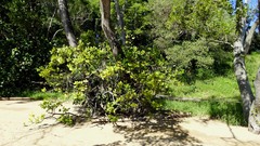 Aegiceras corniculatum