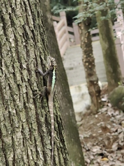 Diploderma splendidum