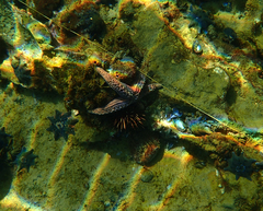Fromia schultzei