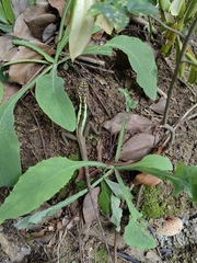 Diploderma splendidum