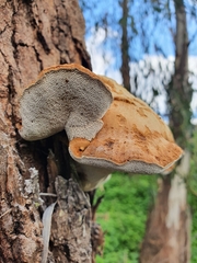Pseudoinonotus chondromyelus