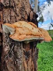 Pseudoinonotus chondromyelus