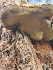 Pseudoinonotus chondromyelus