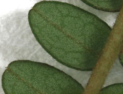 Sophora longicarinata