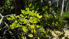 Aegiceras corniculatum