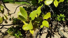 Aegiceras corniculatum