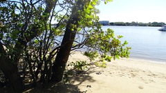 Aegiceras corniculatum