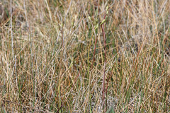 Crepis runcinata glauca