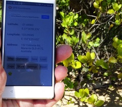 Aegiceras corniculatum