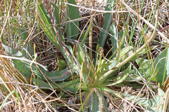 Crepis runcinata glauca