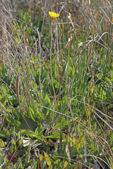 Crepis runcinata glauca