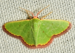 Eucrostes indigenata